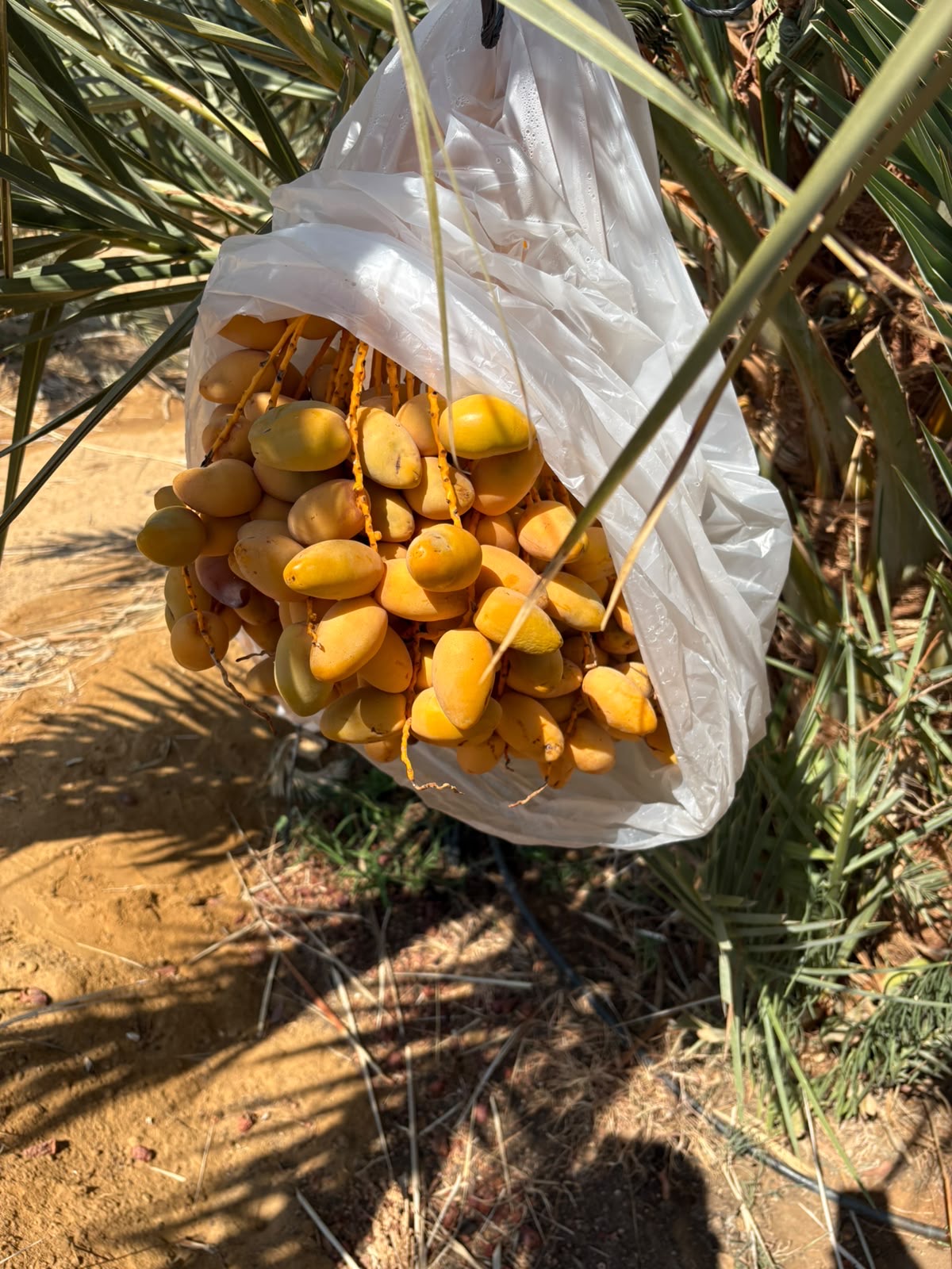 Dates growing on a palm before harvest